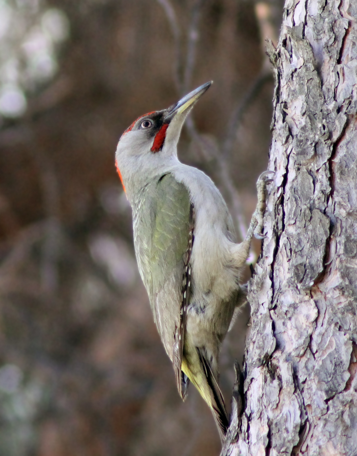 image Iberian Green Woodpecker